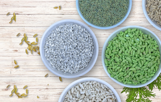 Buy Sweet Sugar Coated Saunf Online - Fennel Seeds in Hindi From Amawat